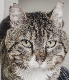 Pets of the Week: Sweet Cheeks